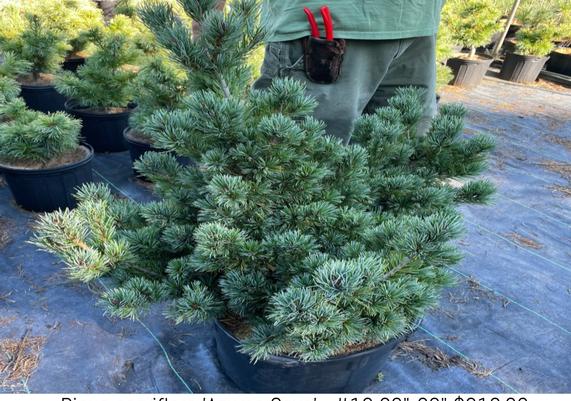 Pinus parviflora 'Azuma Goya'